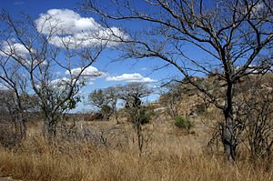 'n Laatwinter-landskap in die suidelike Krugerwildtuin, met bladwisselende Vaalboom en Sekelbos in die voorgrond, en Maroela en Rooiboswilg aan die voet van die granietkop.
